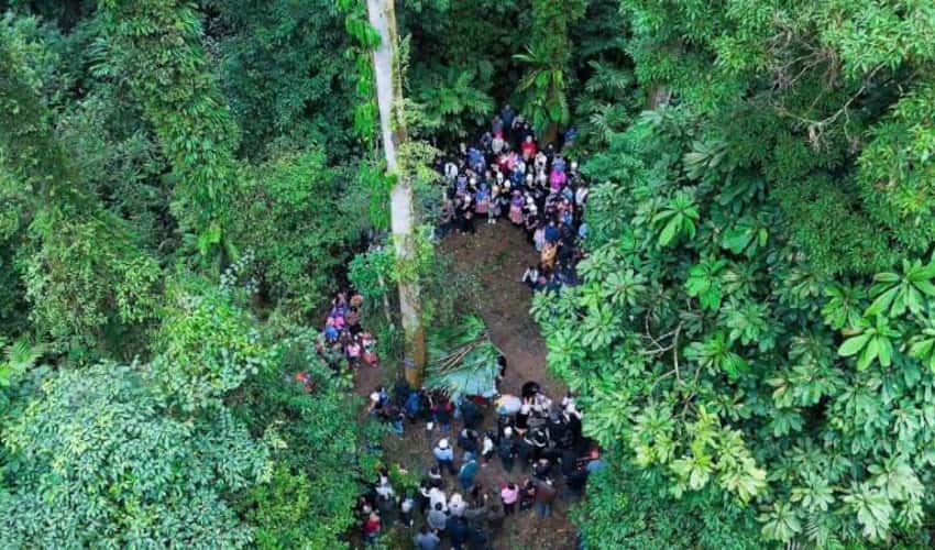 나 하우 포레스트 테트(Na Hau Forest Tet)