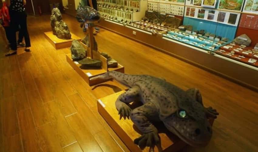 ベトナム自然博物館