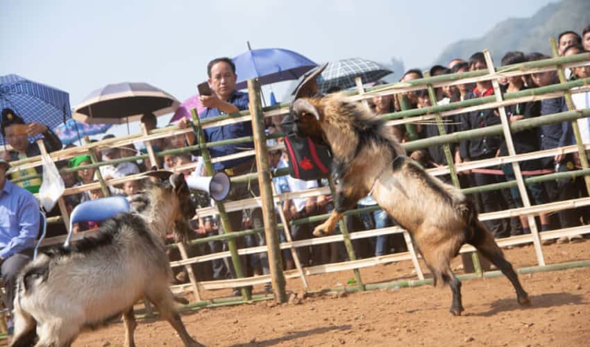 Hội chọi dê