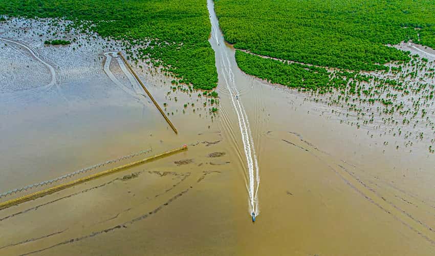 Rừng ngập mặn Cà Mau