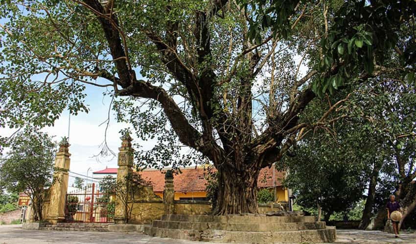 Làng Cựu