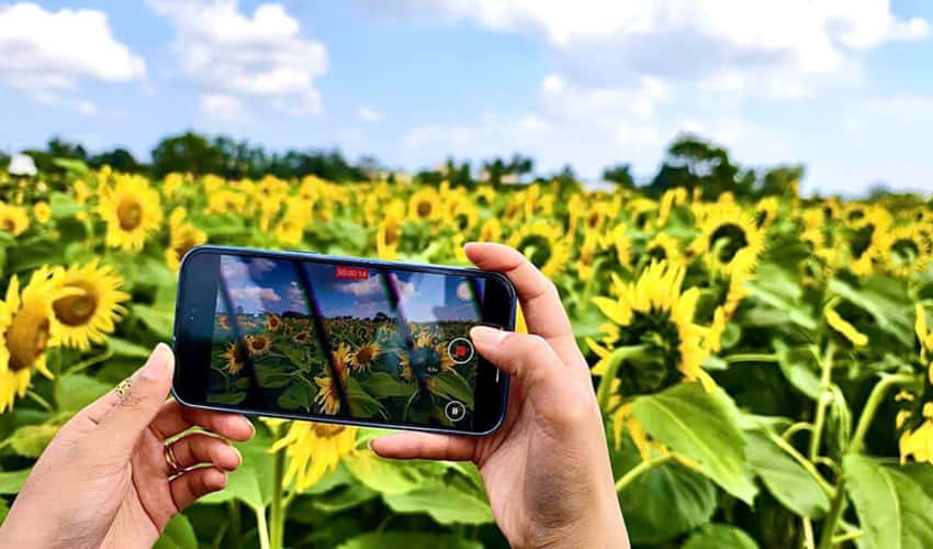 Cánh đồng hoa hướng dương An Phú