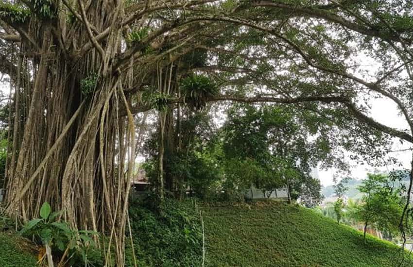 Cây đa di sản Việt Nam