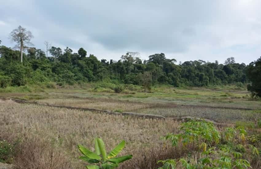 Vườn mít, Cánh đồng Cô Hầu