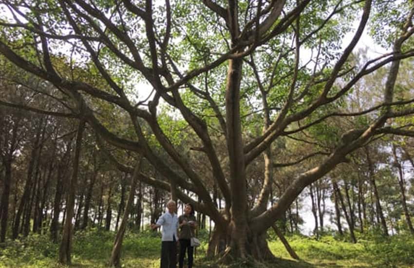 Uncle Ho's banyan tree planted in Tien Hoi