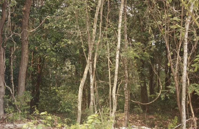 Kien An Forest revolutionary base