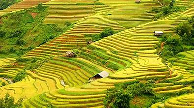 Rực vàng những ruộng bậc thang mùa lúa chín