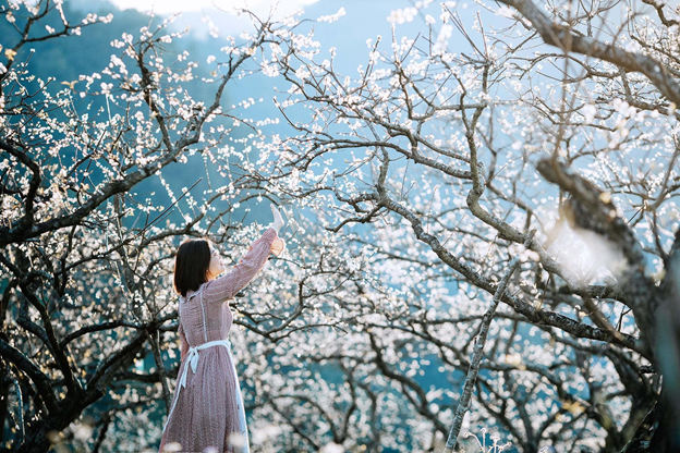 목쩌우(Moc Chau) 고원의 새하얀 매화 숲 속에서 길을 잃으세요.