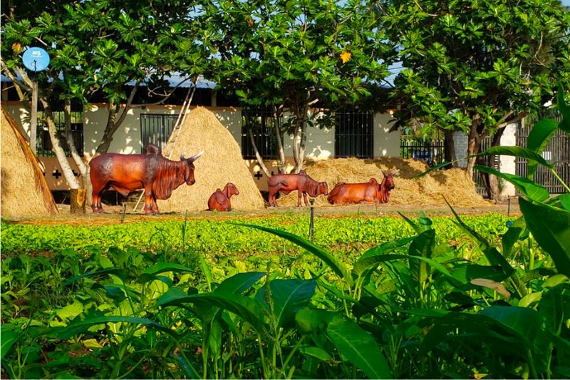 Nông trại du lịch sân chim Vàm Hồ