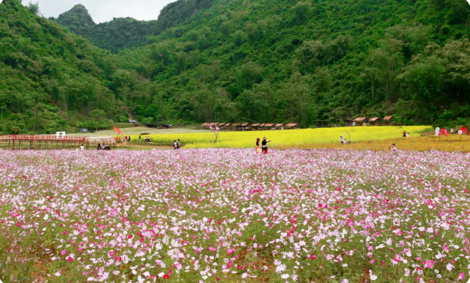 Thung lũng ngập tràn màu sắc hoa