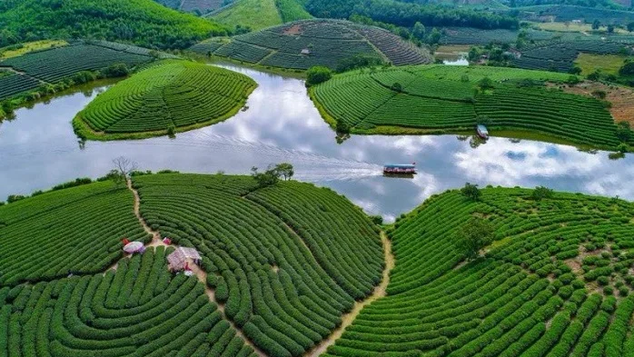 Đảo chè Thanh Chương