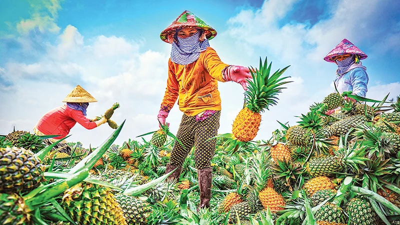 Cánh Đồng khóm Cầu Đúc