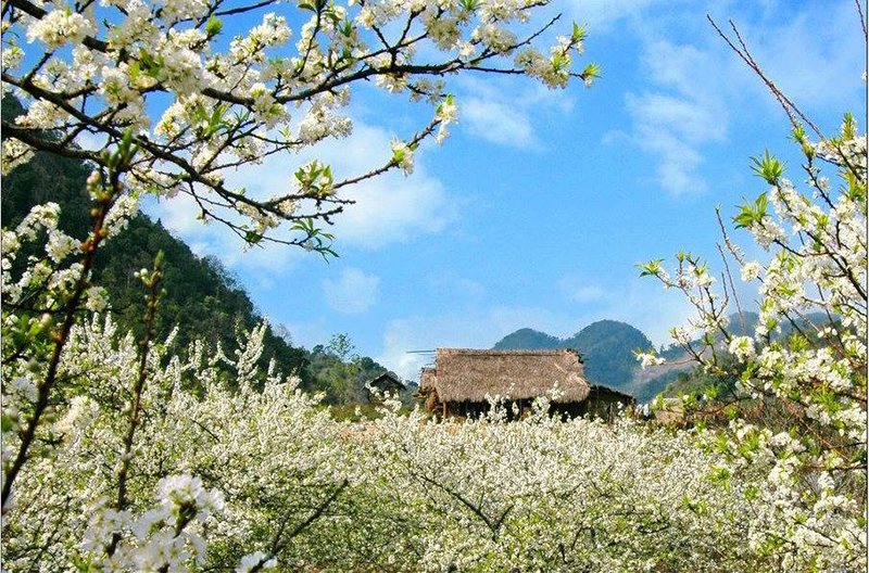 Mùa hoa nở rộ tại Bản Lác Mai Châu vào những ngày đầu năm mới