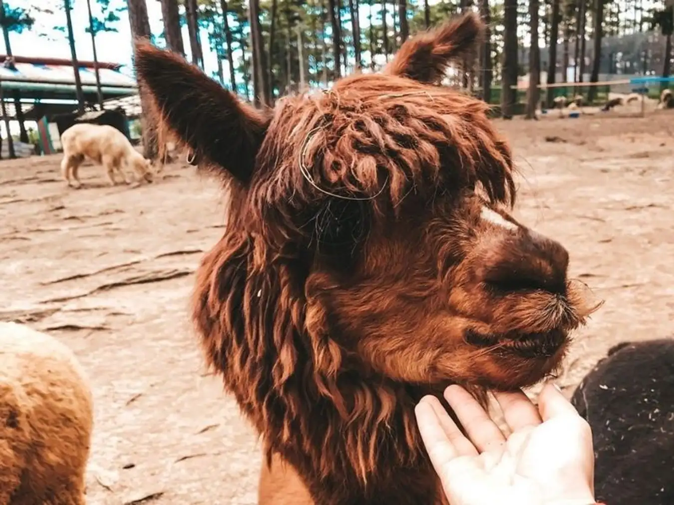 Vườn thú ZooDoo
