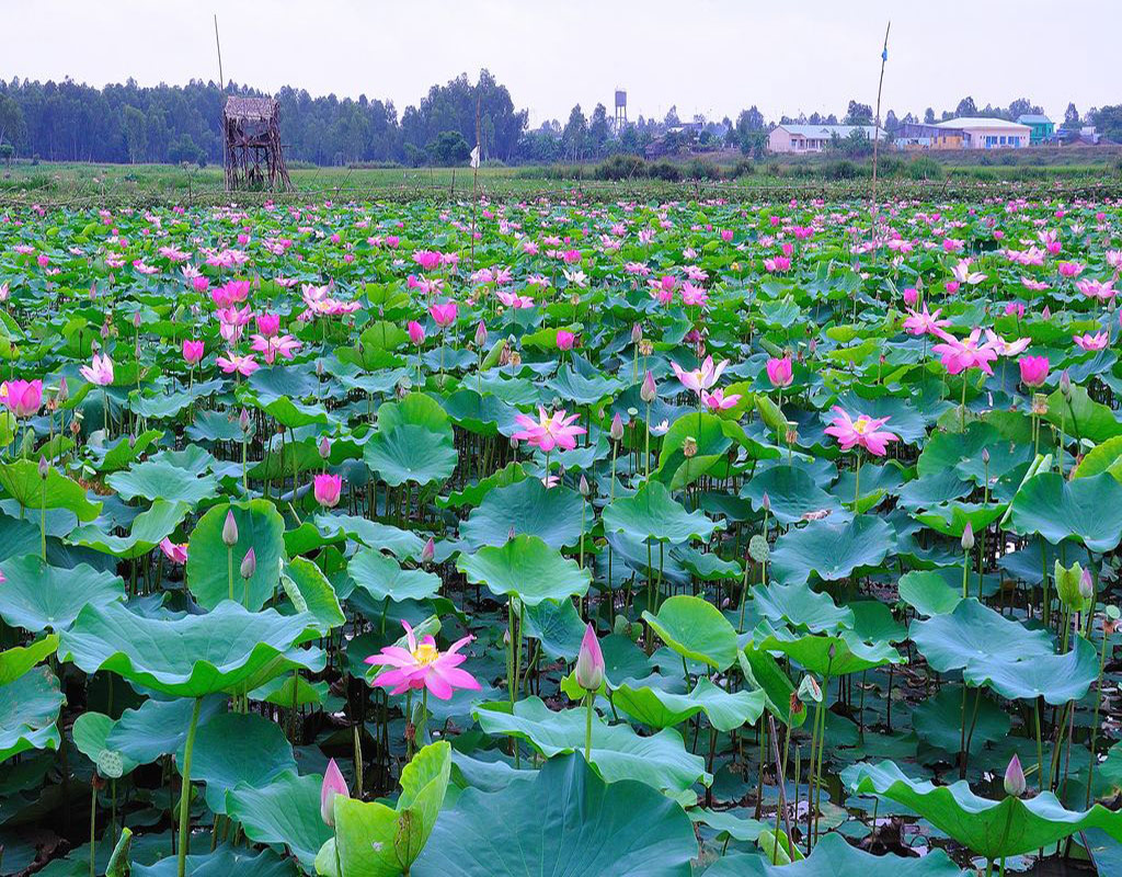Khu bảo tồn sinh thái Đồng Tháp Mười