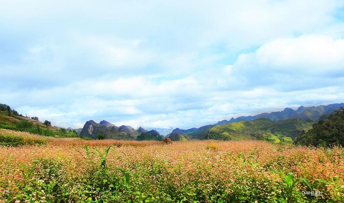 Tam giác mạch Lũng Táo .
