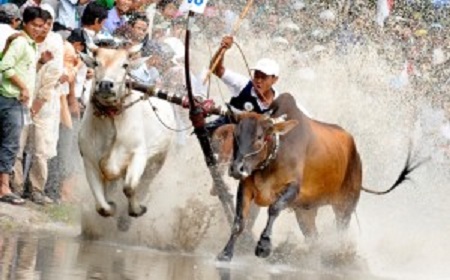 Lễ hội Đua bò Bảy Núi