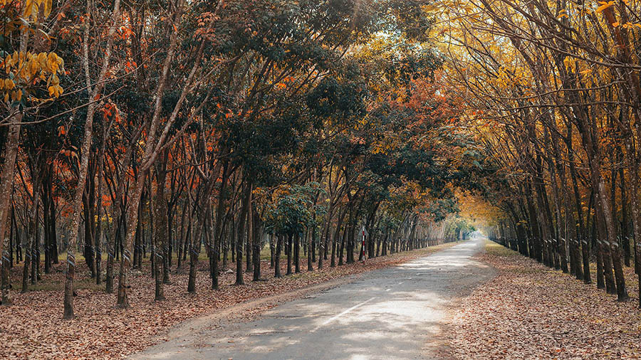 Rừng cao su Tây Ninh