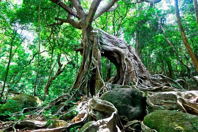 Nhất Lâm Thủy Trang Trà