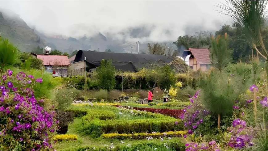 Thung lũng hoa Thải Giàng Phố