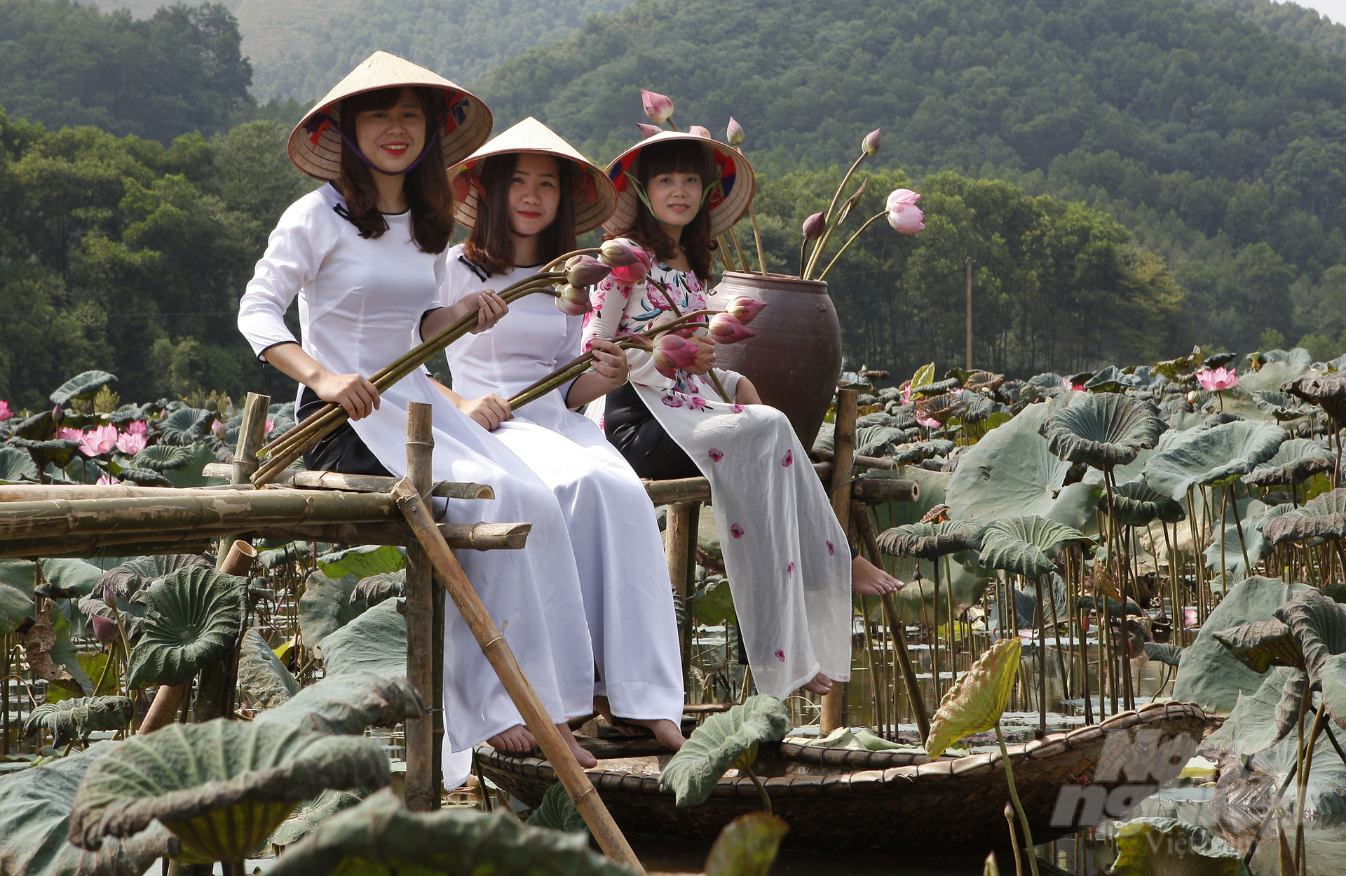 Đầm sen Vân Hội