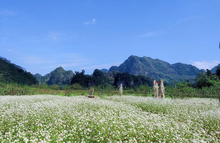 Các chủ vườn đã dựng lên những chiếc chòi, cầu nhỏ để du khách thỏa sức chụp ảnh.
