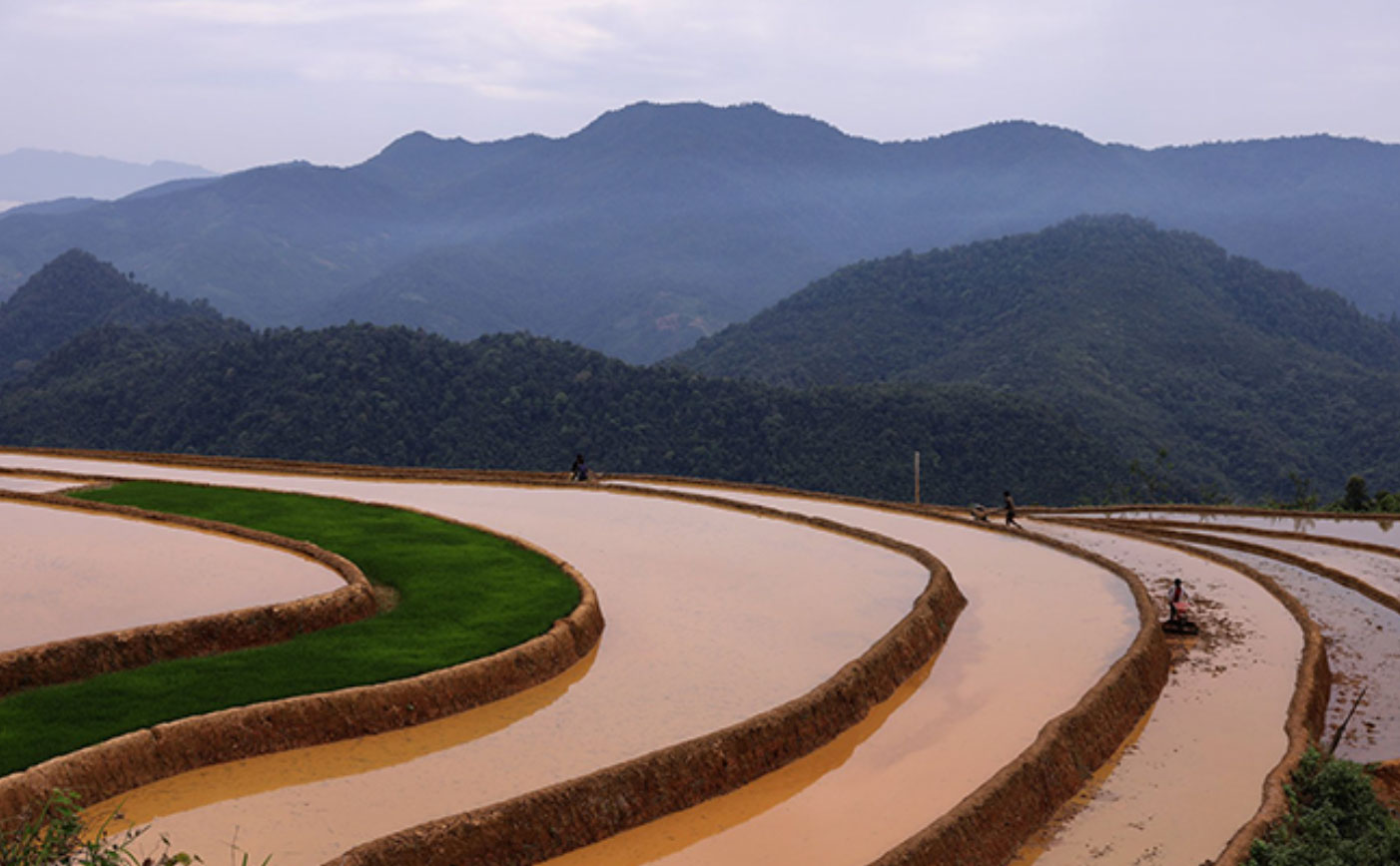 Ruộng bậc thang Phong Dụ Thượng