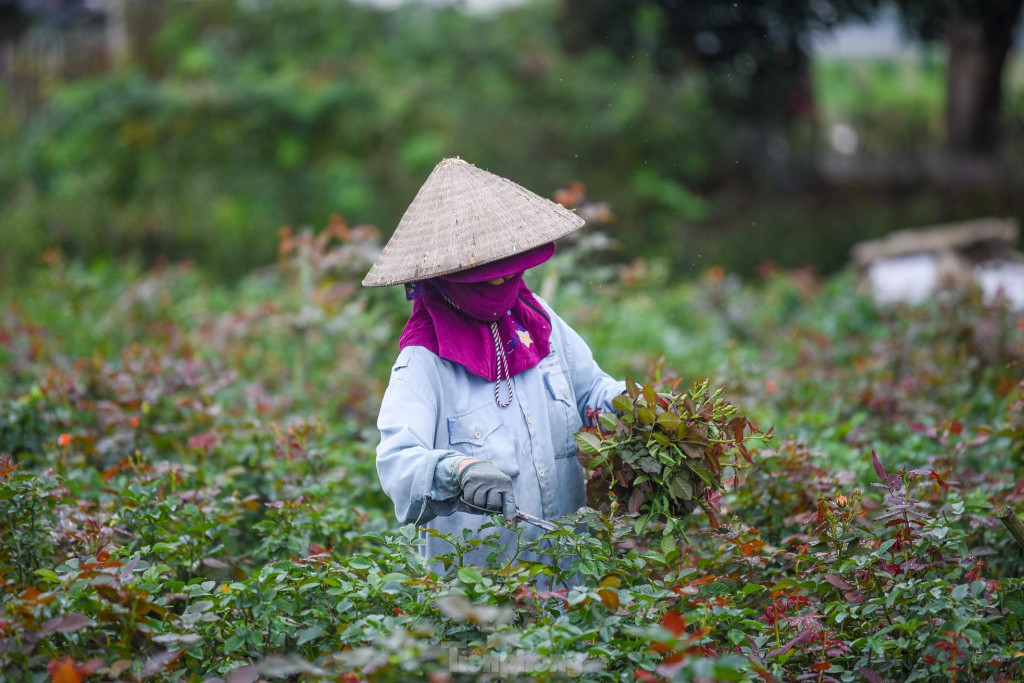 Làng Hoa Mê Linh