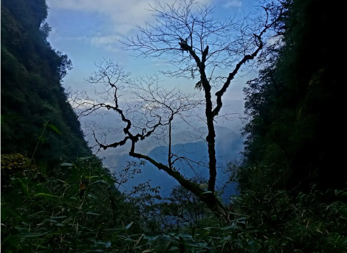 Ngũ Chỉ Sơn.