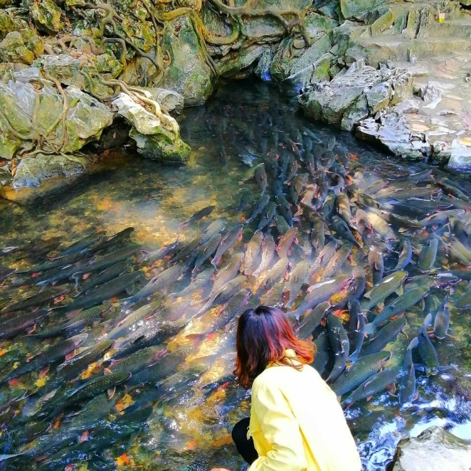 Suối Cá Thần