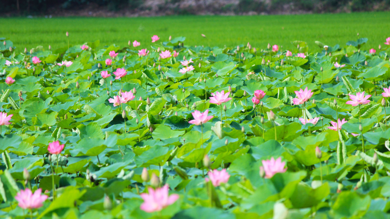 Hình ảnh làng Sen quê Bác mùa sen nở