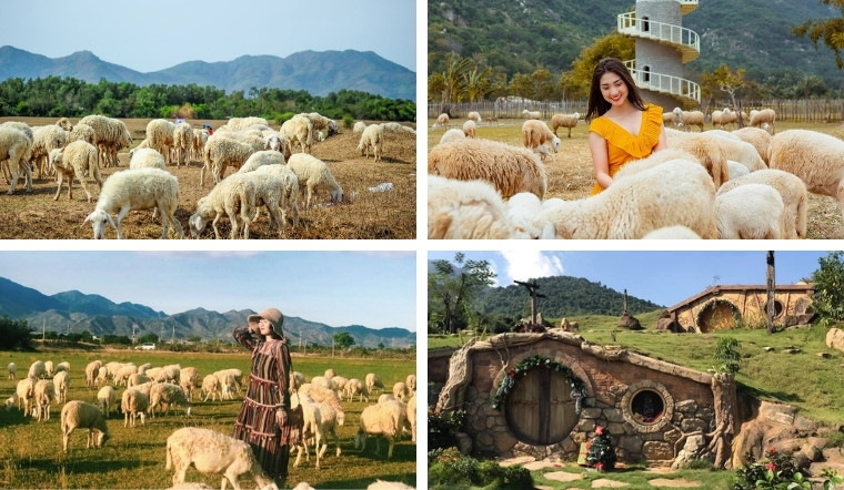 Đồi cừu Vũng Tàu là địa danh được nhiều bạn trẻ yêu thích bởi vẻ đẹp hoang sơ, du mục, bởi những chú cừu xinh xắn, đáng yêu.