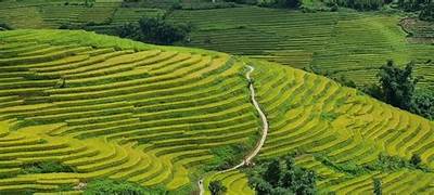 Chiêm ngưỡng "mùa vàng rực rỡ" ở Nậm Cang Sa Pa