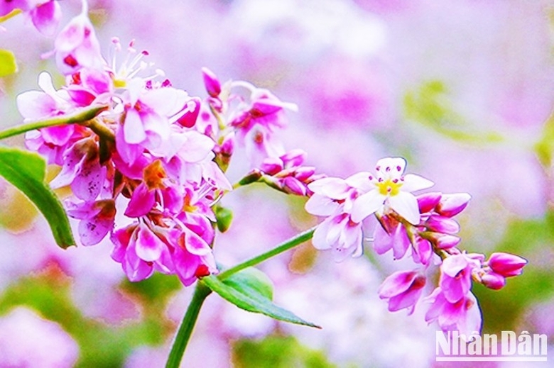 [Ảnh] Đón Tết Độc Lập cùng người H’Mông ở thượng nguồn sông Chảy