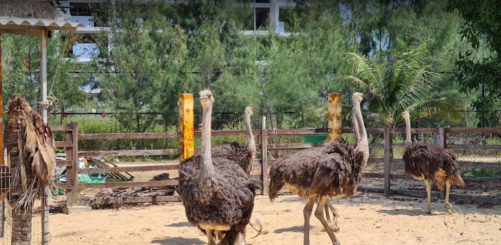 FLC Zoo Safari Quy Nhơn