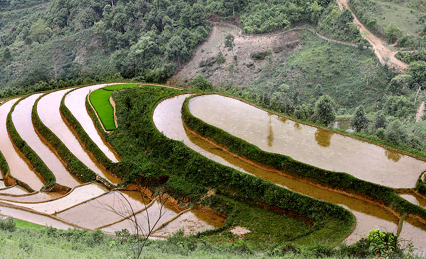 Ruộng bậc thang Phong Dụ Thượng