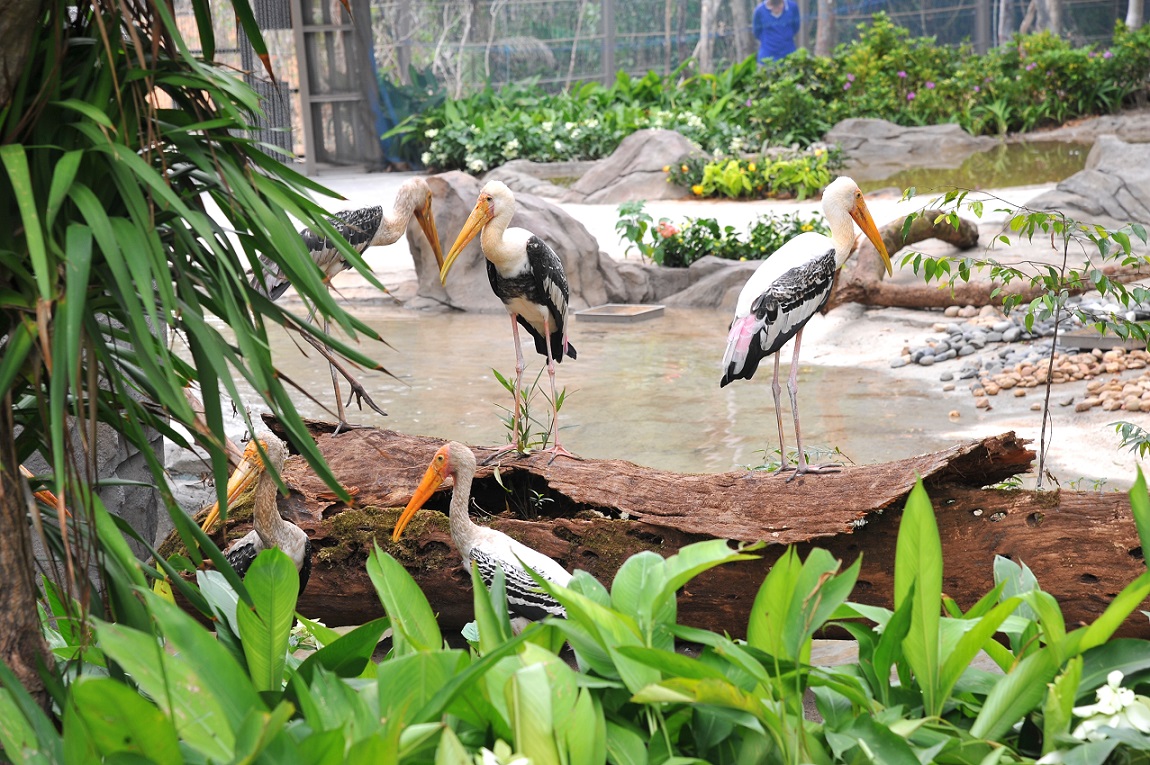 Vinpearl Safari Phú Quốc