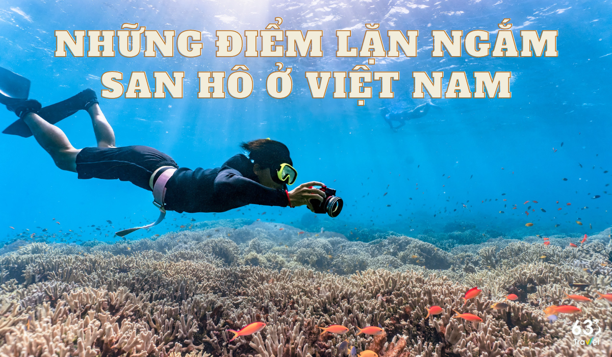 看看越南最美丽的水肺潜水点看珊瑚