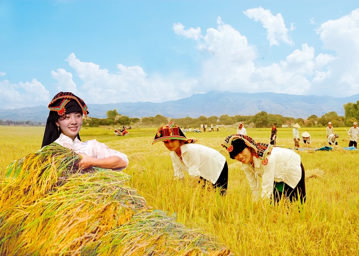 Cánh đồng Mường Thanh.
