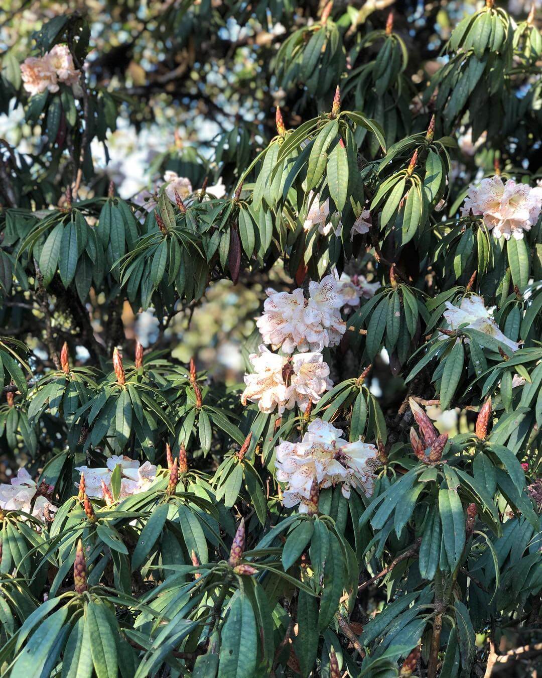 Ngày 1 - TP. HỒ CHÍ MINH - CAO HÙNG (Ăn nhẹ trên máy bay)