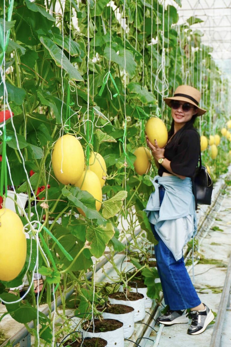 Du khách có thể tự tay hái quả trong vườn trái cây Phú An Khang