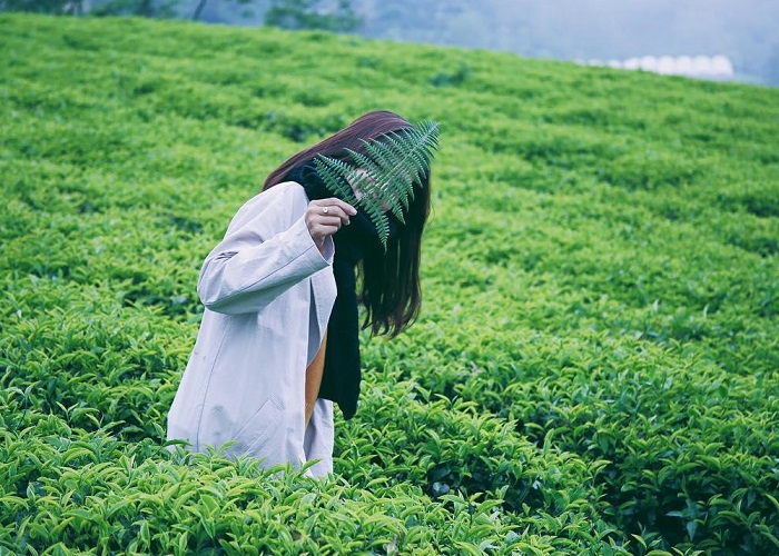 Đồi Chè Gia Nghĩa