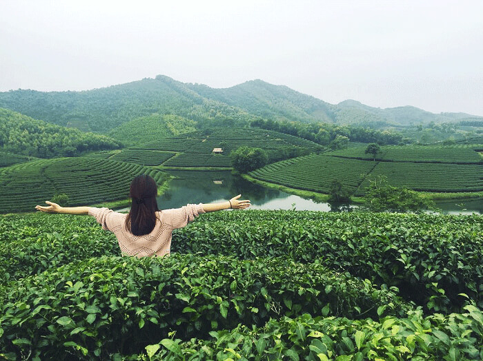 Đồi chè Tân Cương