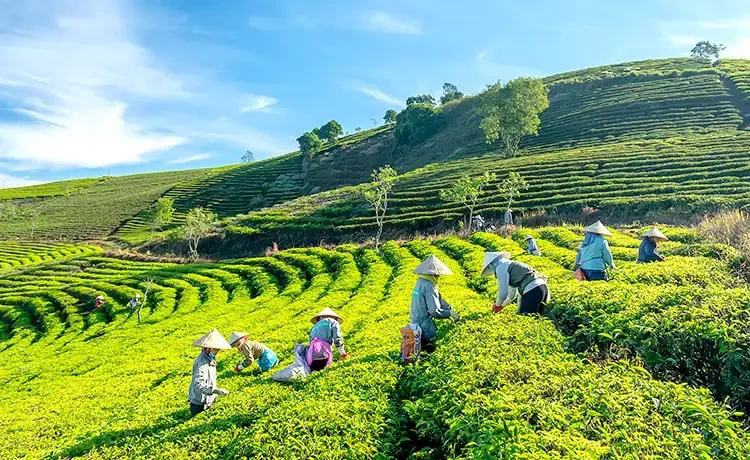 Đồi chè Cầu Đất
