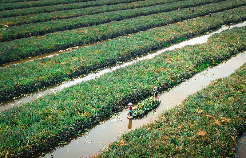 Cánh đồng khóm Tân Phước