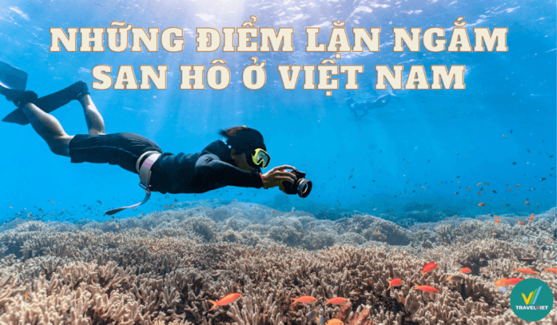 看看越南最美丽的水肺潜水点看珊瑚