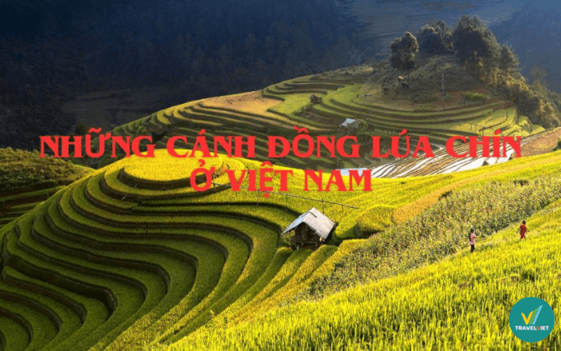 越南17个最美的稻谷观赏点