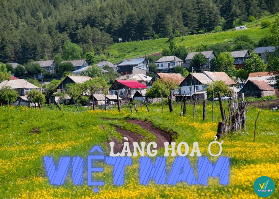 欣赏越南最美丽和著名的花村