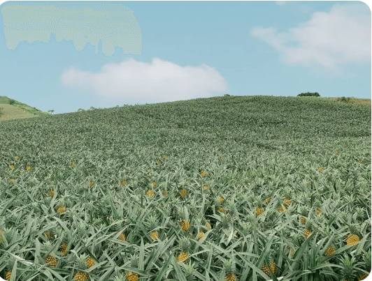 Ngày 1 - TP. HỒ CHÍ MINH - CAO HÙNG (Ăn nhẹ trên máy bay)