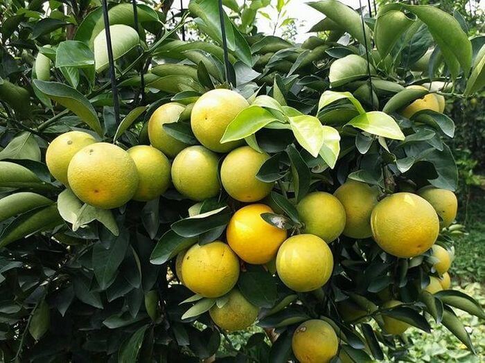 Cam Xoàn Vĩnh Long: Vị Ngọt Thanh Đánh Thức Vị Giác